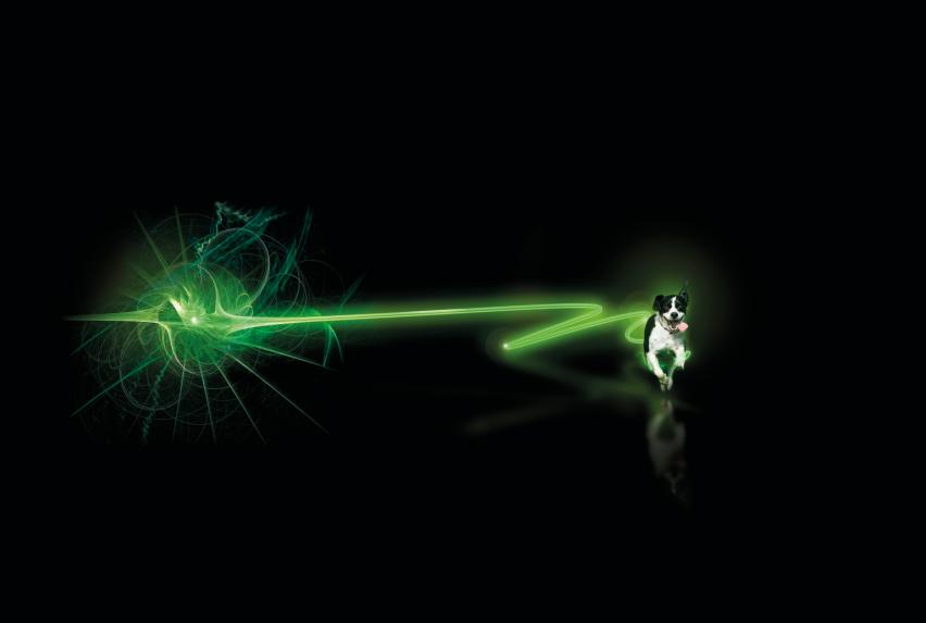 Canine Hypoadrenocorticism