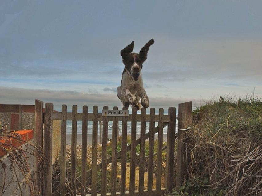 Canine Hypoadrenocorticism