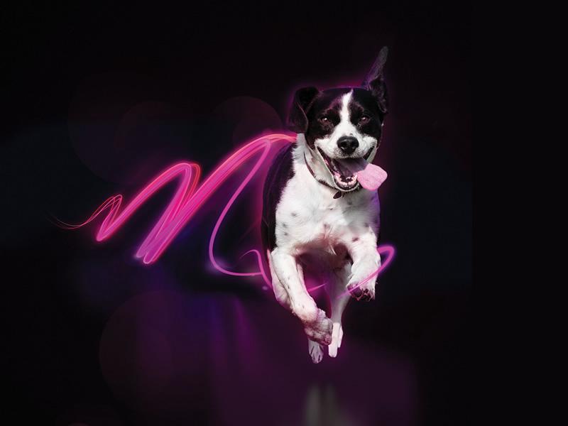 Canine Hypoadrenocorticism