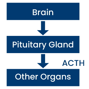 Ppid Pathogenesis Understanding PPID in horses | Dechra UK